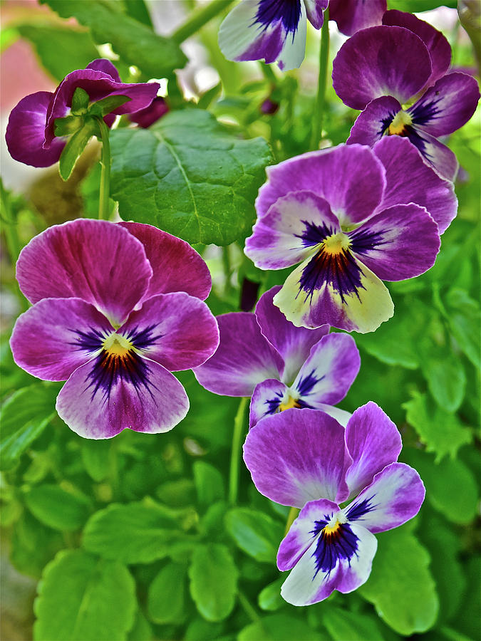 2016 Mid May Pansies 1 Photograph by Janis Senungetuk