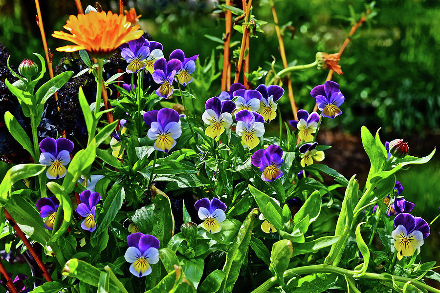 2016 Mid May Pansy Container Garden 1 Photograph by Janis Senungetuk