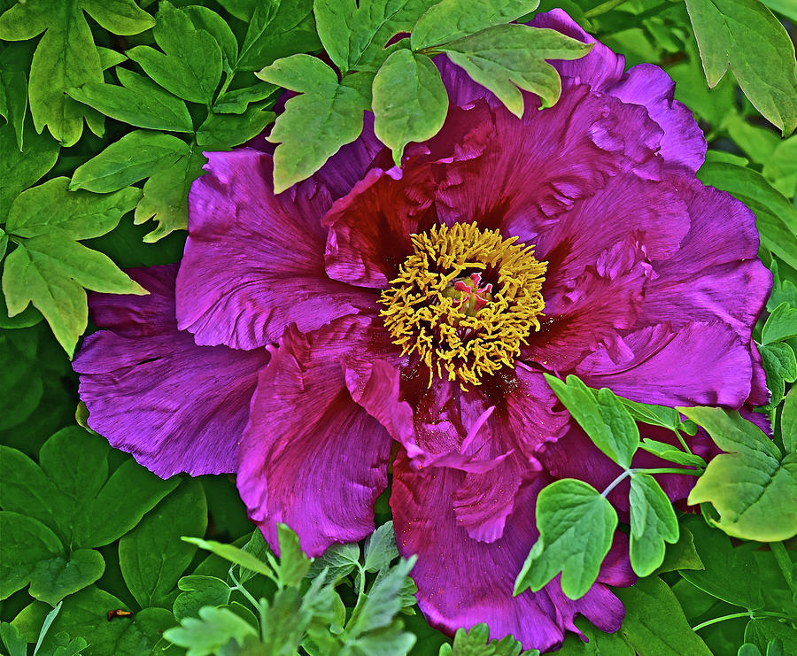 2016 Mid May Peony 2 Photograph by Janis Senungetuk