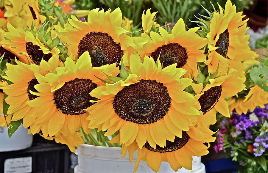 2016 Monona Farmers Market Sunflowers 1 Photograph by Janis Senungetuk