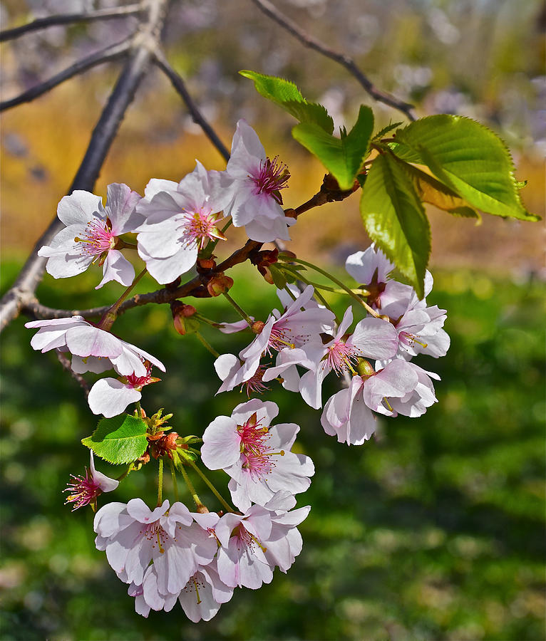2016 Olbrich Cherry Blossoms 3 Photograph by Janis Senungetuk