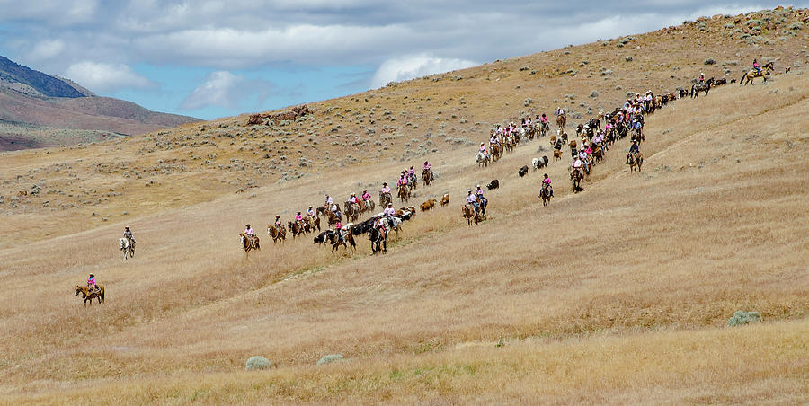 2016 Reno Cattle Drive 12 Photograph by Rick Mosher