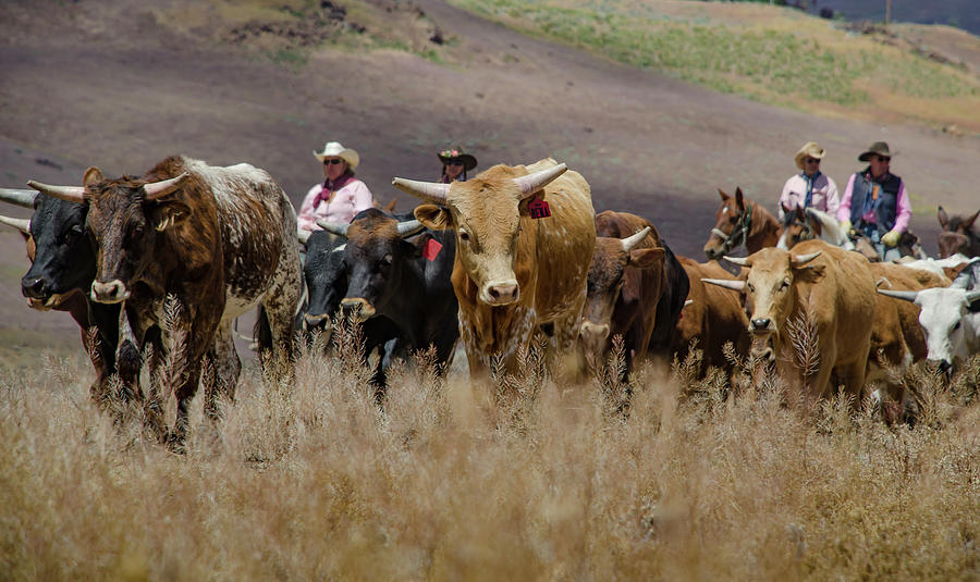 2016 Reno Cattle Drive 4 Photograph by Rick Mosher