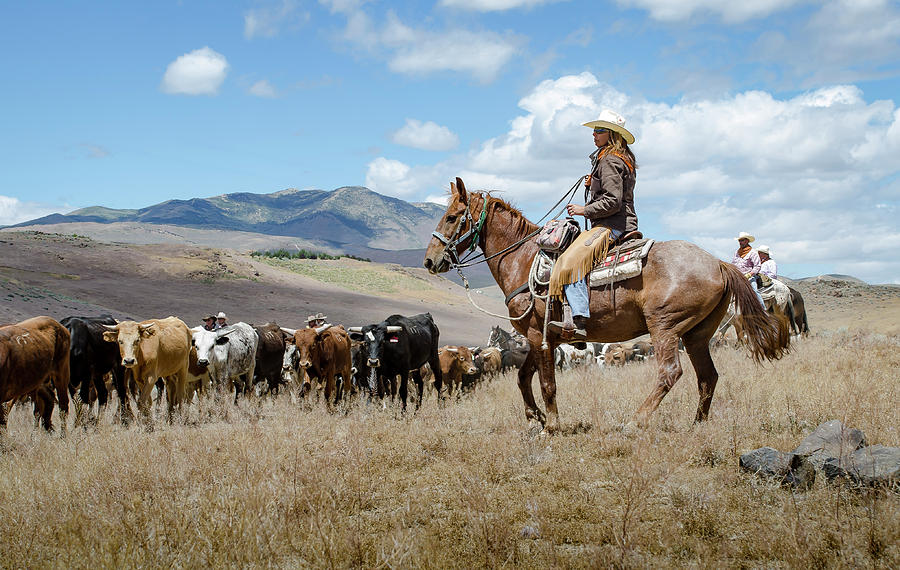 Reno Photograph - 2016 Reno Cattle Drive 5 by Rick Mosher