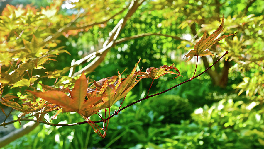 2016 September at the Garden Japanese Maple Photograph by Janis Senungetuk