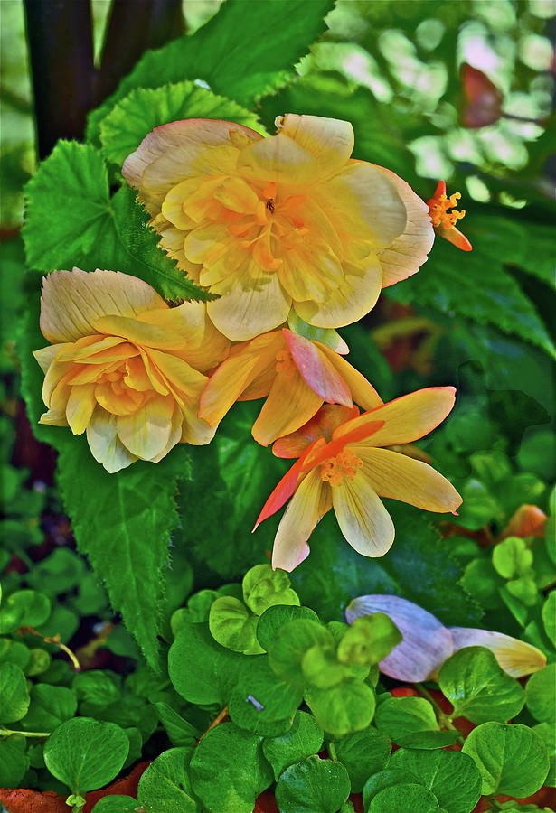 2016 Summers Eve Apricot Begonia 1 Photograph by Janis Senungetuk
