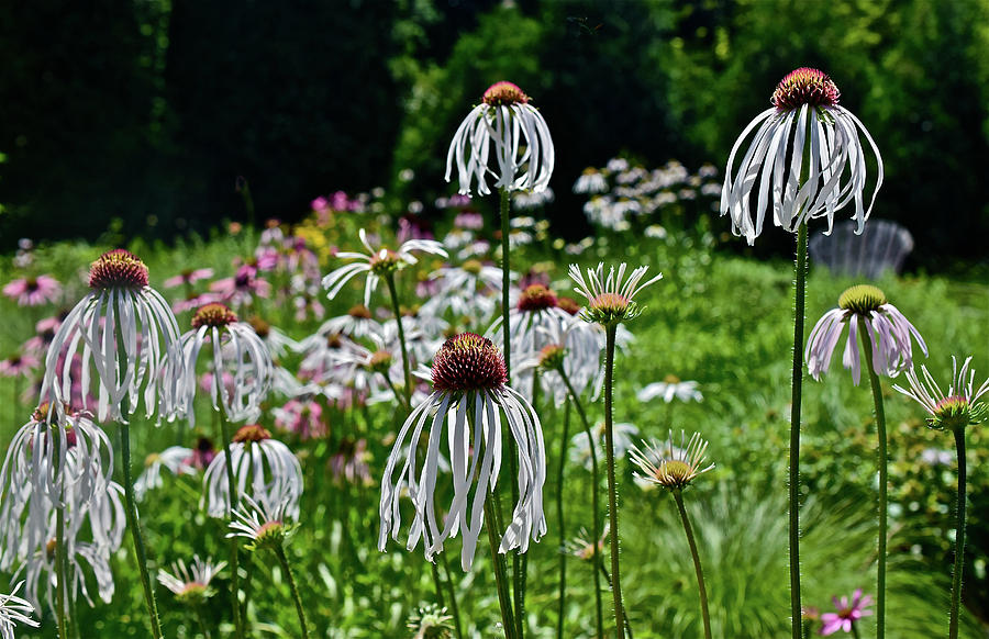 2016 Summers Eve Coneflowers 2 Photograph by Janis Senungetuk