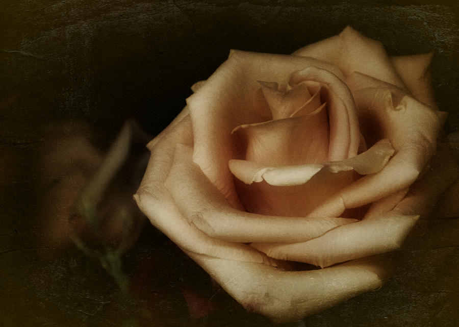 2016 Vintage Rose No. 2 Photograph by Richard Cummings