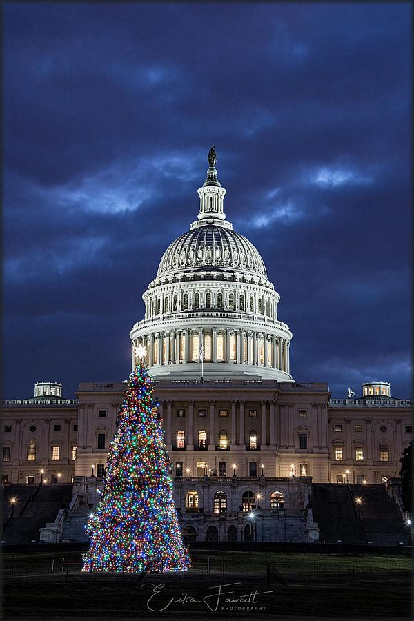 2017 Capitol Tree Photograph by Erika Fawcett