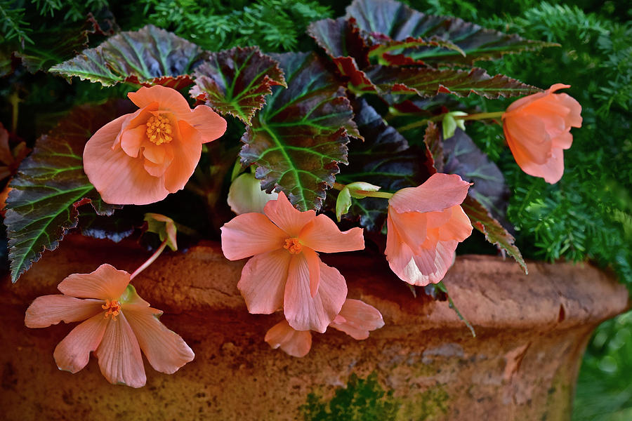 2017 Early July at the Gardens Begonias 2 Photograph by Janis Senungetuk