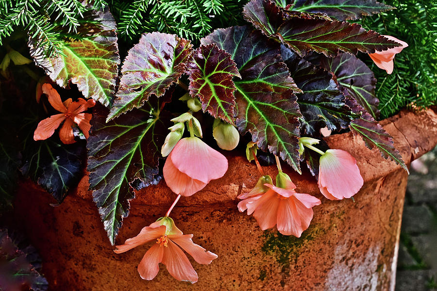 2017 Early July at the Gardens Begonias Photograph by Janis Senungetuk