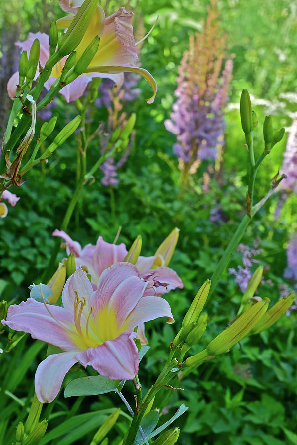 2017 Early July at the Gardens Sunken Garden Daylilies 2 Photograph by Janis Senungetuk