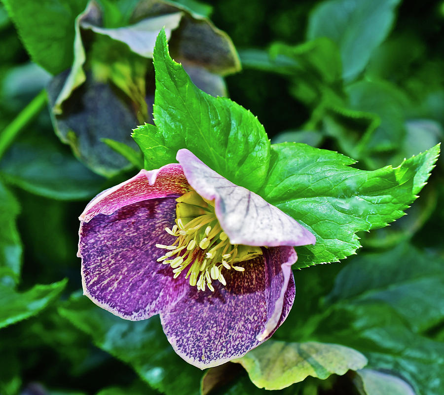2017 Early May at the Gardens Lenten Rose Photograph by Janis Senungetuk