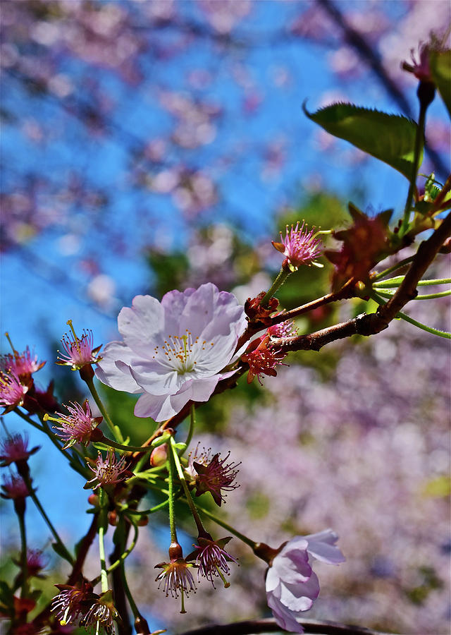 2017 Earth Day Accolade Flowering Cherry 1 Photograph by Janis Senungetuk