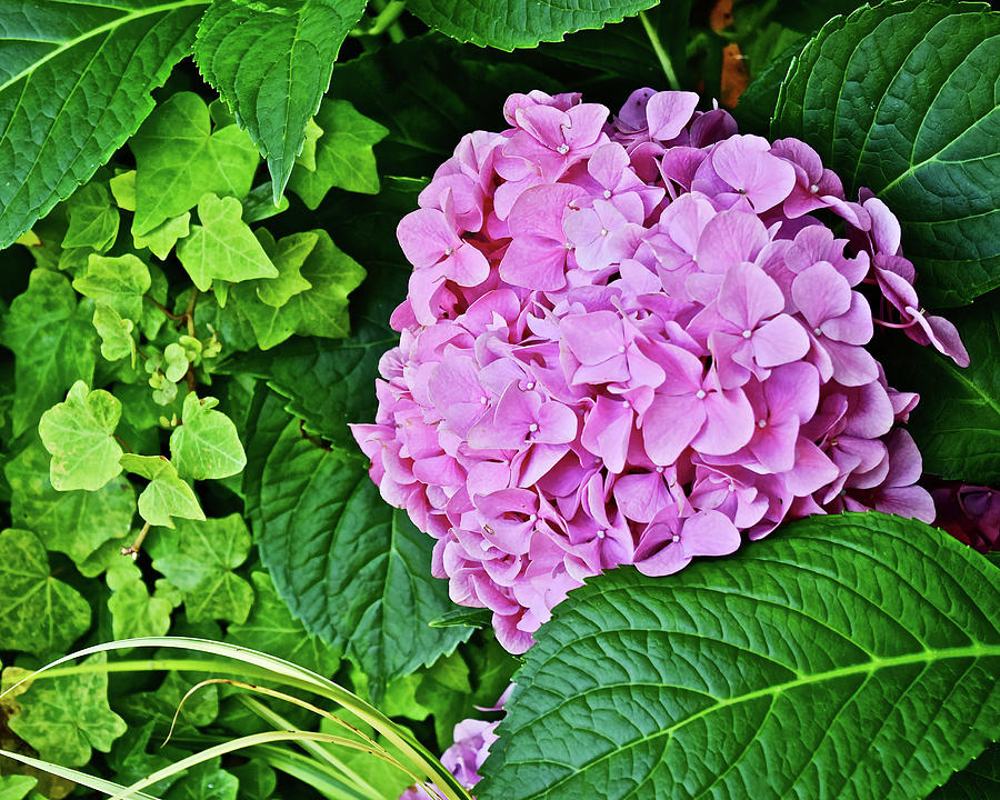 2017 End of July at the Gardens Pink Hydrangea Photograph by Janis Senungetuk