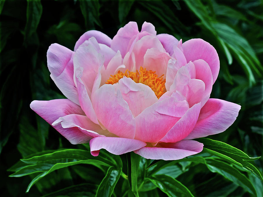 2017 End of May at the Gardens Abalone Pearl Peony Photograph by Janis Senungetuk
