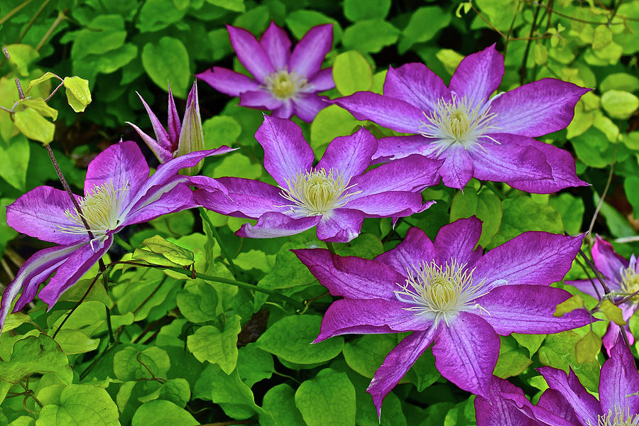 2017 End of May in the Gardens Asao Clematis Photograph by Janis Senungetuk