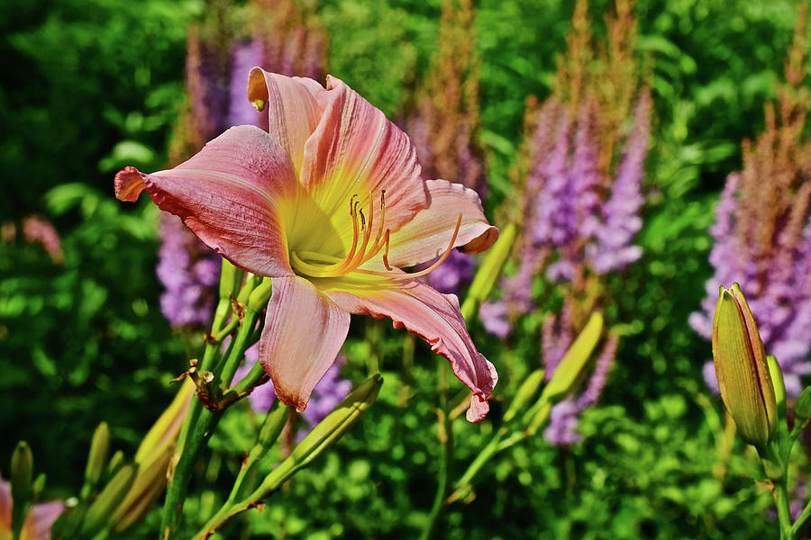 2017 Mid July at the Gardens Sunken Gardens Daylily 4 Photograph by Janis Senungetuk