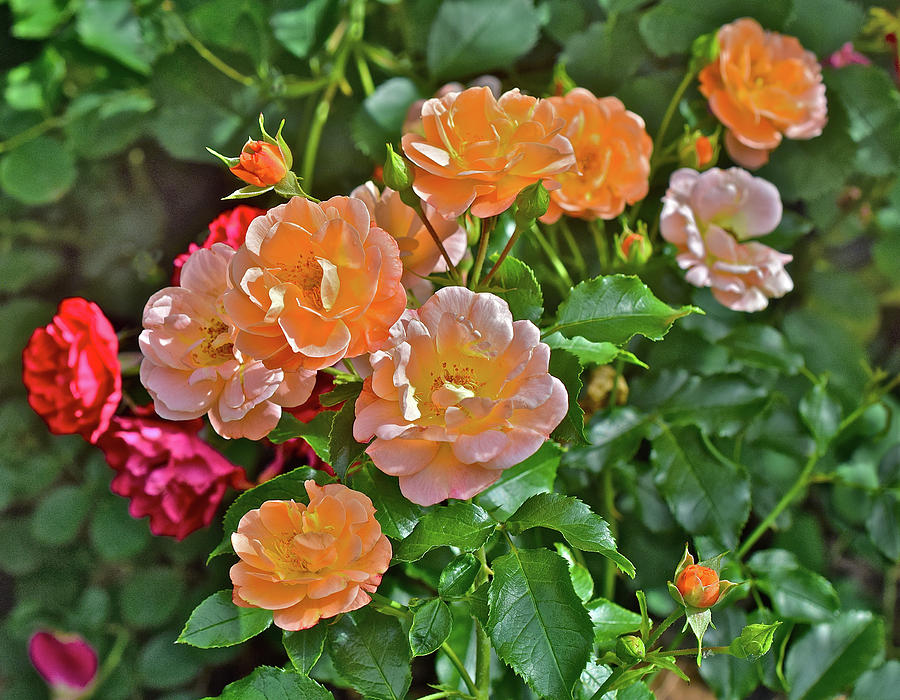 2017 Mid June at the Gardens Shrub Roses Photograph by Janis Senungetuk