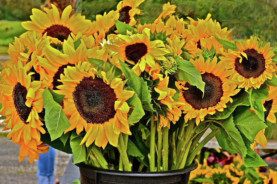 2017 Monona Farmers Market August Sunflowers Photograph by Janis Senungetuk