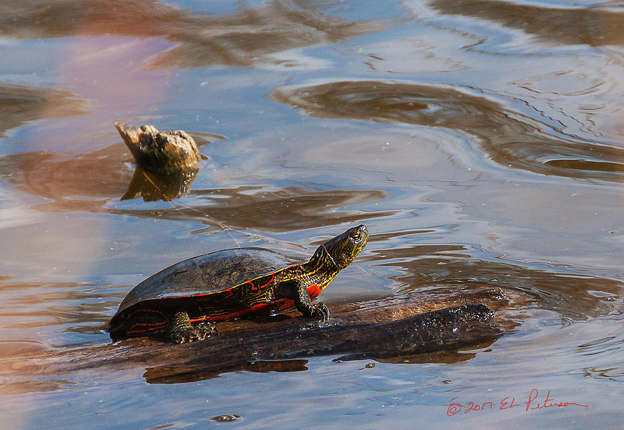 2017 Painted Turtle Photograph by Ed Peterson