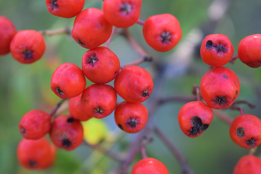 Red Berries Photograph - Photo 15 2017 by Thomas Olsen Red Berries Photograph - Photo 15 2017 by Thomas Olsen