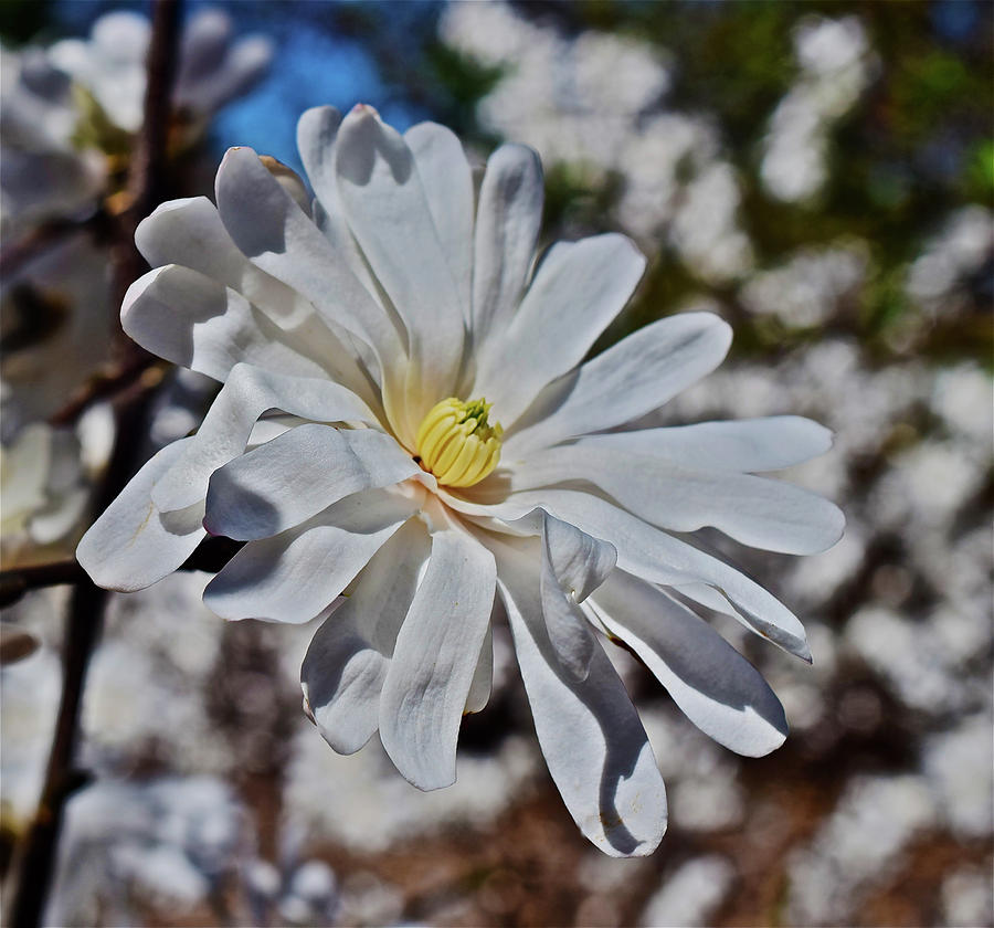 2017 Spring Gardens Star Magnolia 1 Photograph by Janis Senungetuk