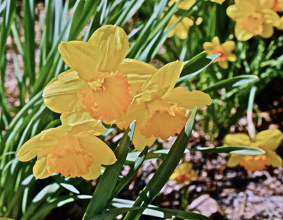 2017 Spring Gardens April Daffodils 1 Photograph by Janis Senungetuk