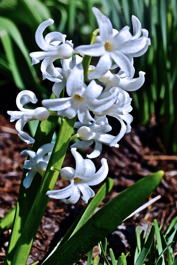 2017 Spring Gardens LInnocence Hyacinth Photograph by Janis Senungetuk