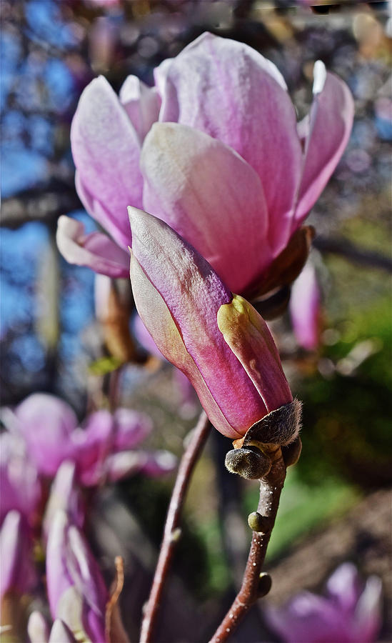 2017 Spring Gardens Spring Magnolia 1 Photograph by Janis Senungetuk