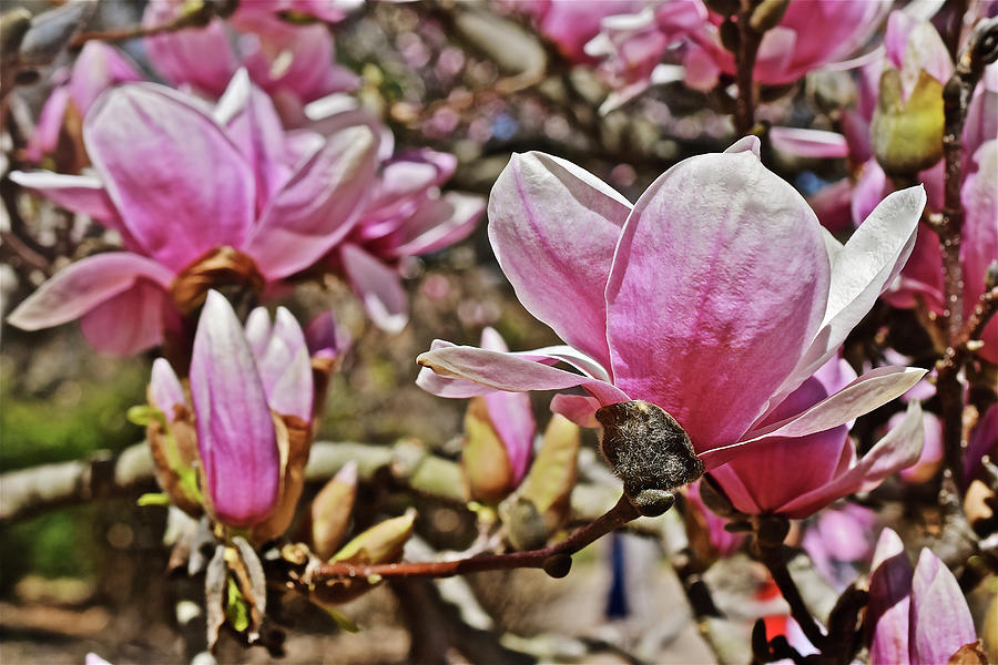 2017 Spring Gardens Spring Magnolia 2 Photograph by Janis Senungetuk
