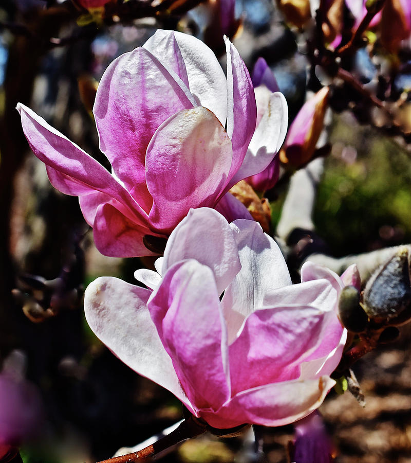 2017 Spring Gardens Spring Magnolia 3 Photograph by Janis Senungetuk