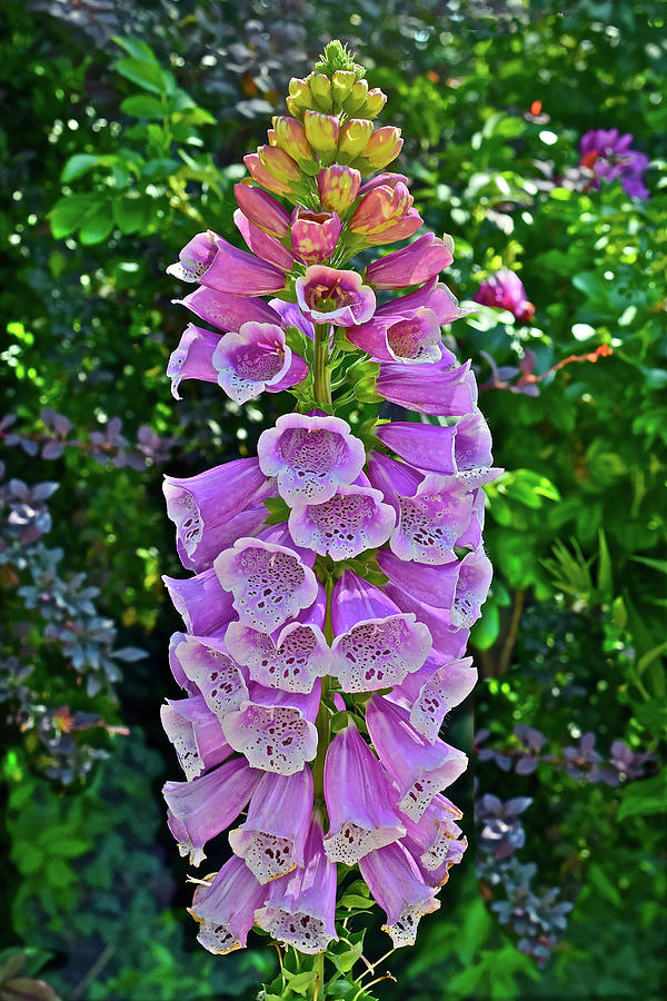 2017 Summers Eve at the Gardens Foxglove 1 Photograph by Janis Senungetuk