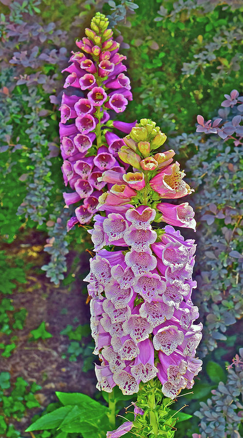 2017 Summers Eve at the Gardens Foxglove 2 Photograph by Janis Senungetuk