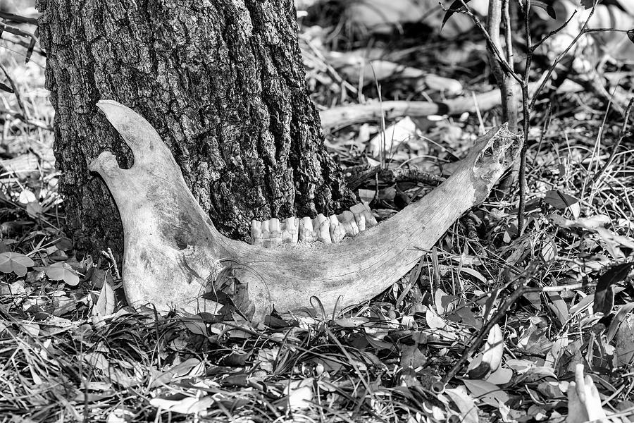 201702220-008K jaw bone 2x3 Photograph by Alan Tonnesen