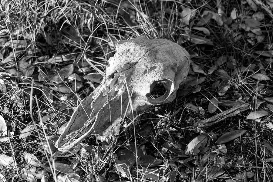 201702220-016K skull bone 2x3 Photograph by Alan Tonnesen