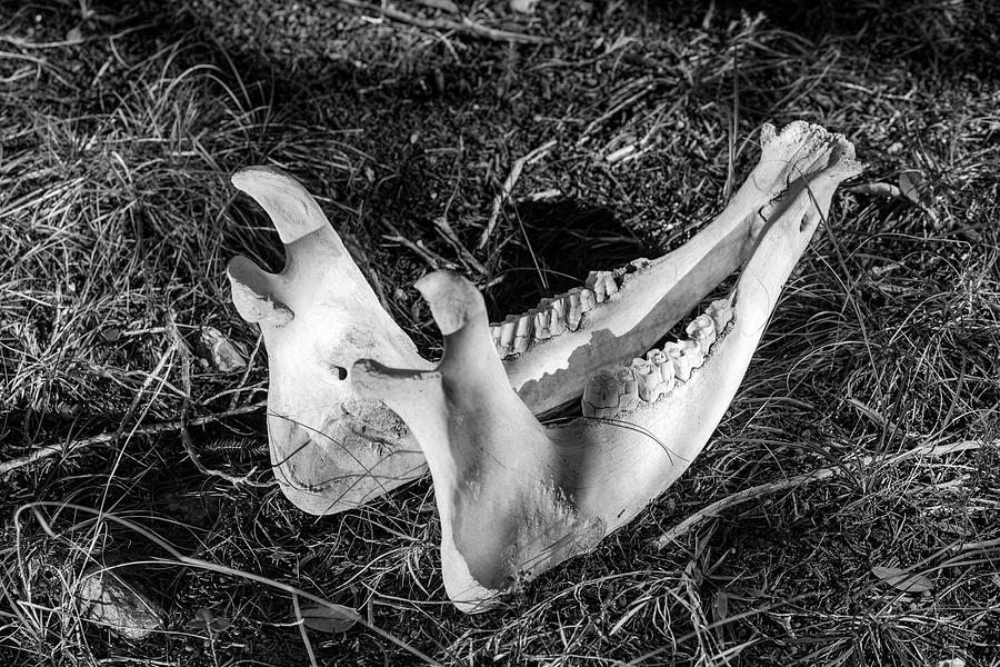 201702220-017K cow jaw bone 2x3 Photograph by Alan Tonnesen