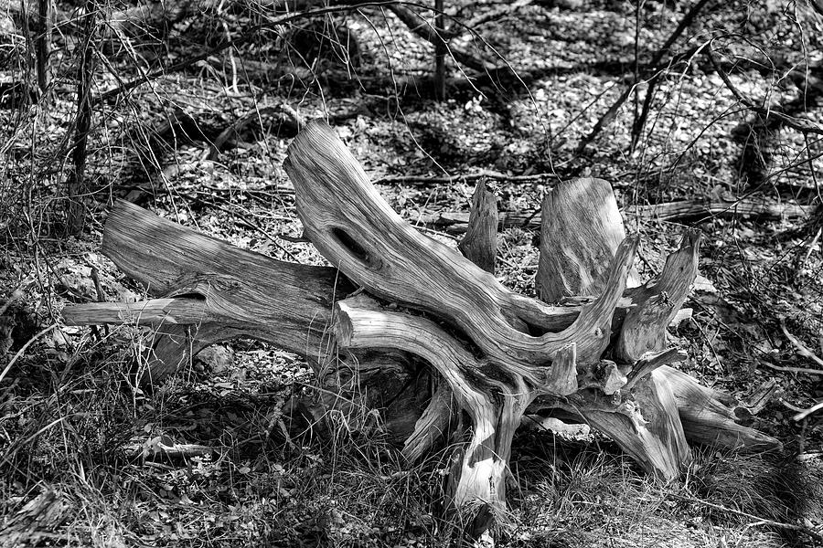 201702250-005K cedar stumps 2x3 Photograph by Alan Tonnesen