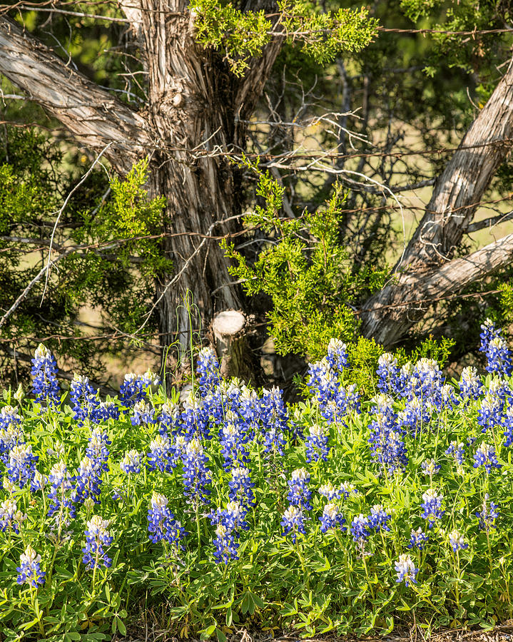 201703180-018 Texas Bluebonnets and Cedar Photograph by Alan Tonnesen
