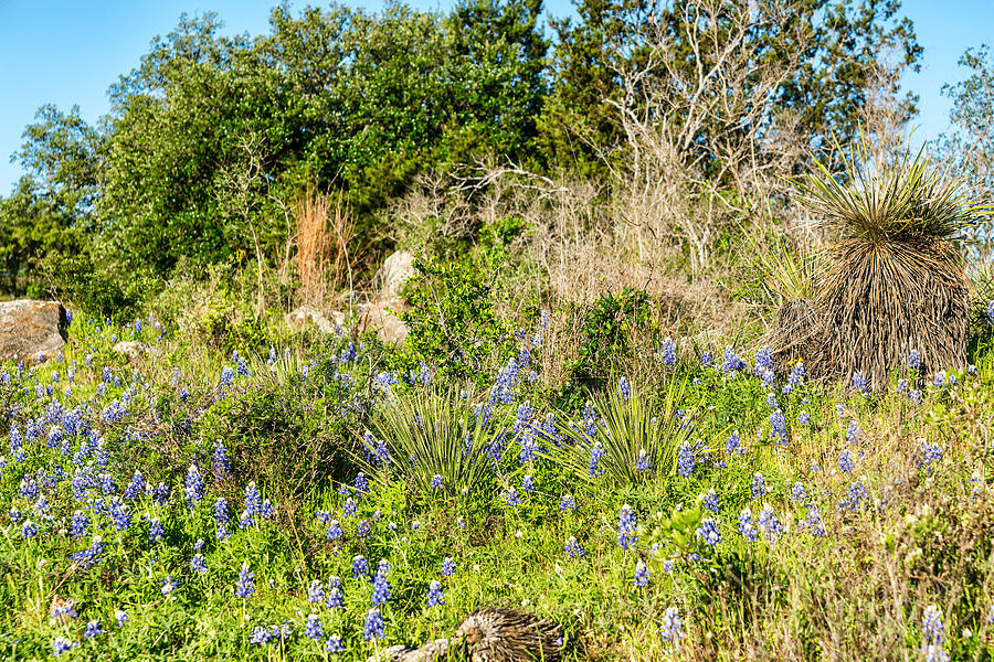 201703300-031 Bluebonnets And Yucca 2x3 Photograph