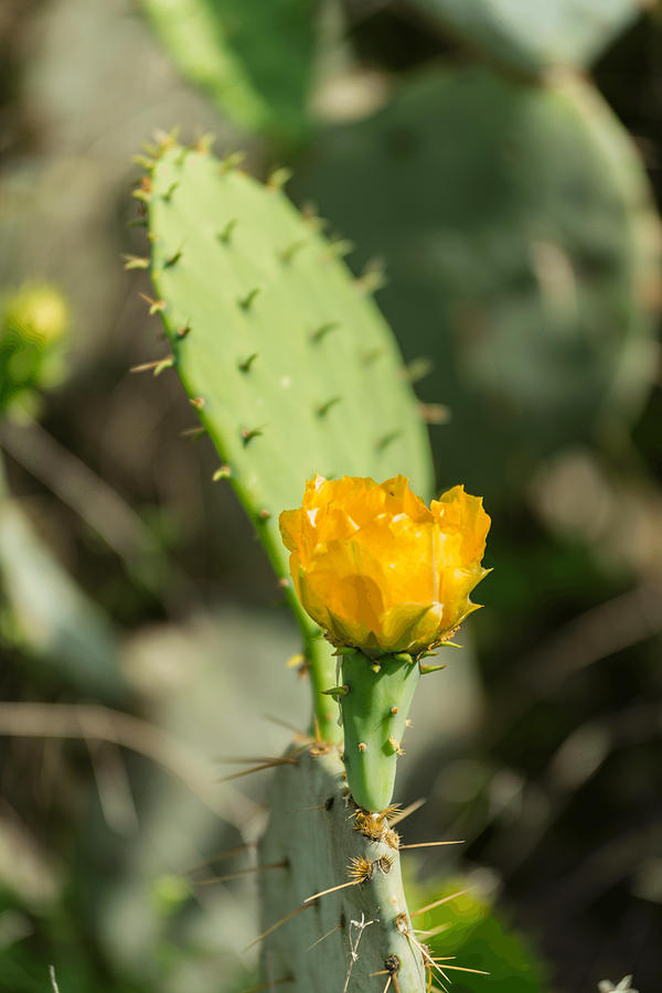 201704120-018 Yellow Cactus Flower 2x3 Photograph by Alan Tonnesen