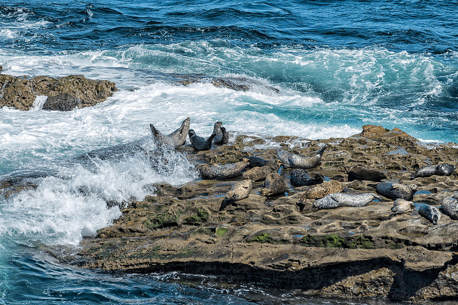 201706090-085 Sea lions on rock 2x3 Photograph by Alan Tonnesen
