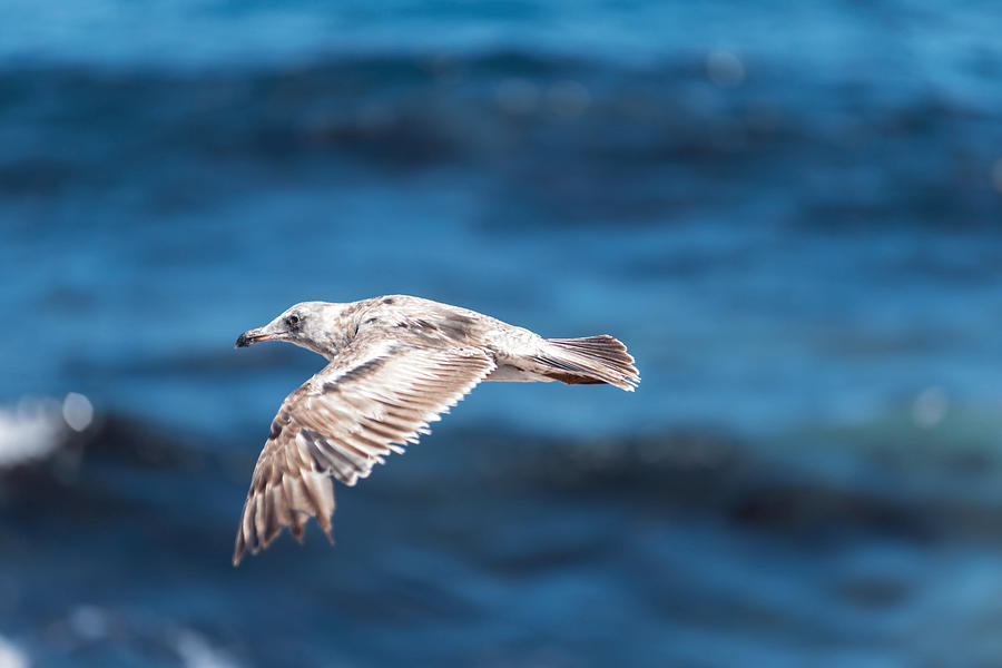 201706090-114 Flying sea gull 2x3 Photograph by Alan Tonnesen