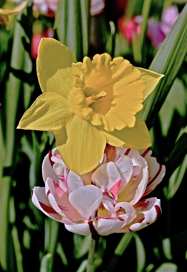 2018 Acewood Tulips Daffodil with Tulips Photograph by Janis Senungetuk