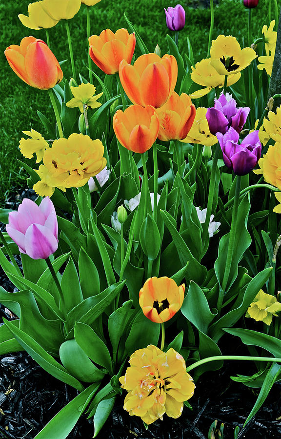 2018 Acewood Tulips Galore by Janis Nussbaum Senungetuk 2018 Acewood Tulips Galore by Janis Nussbaum Senungetuk