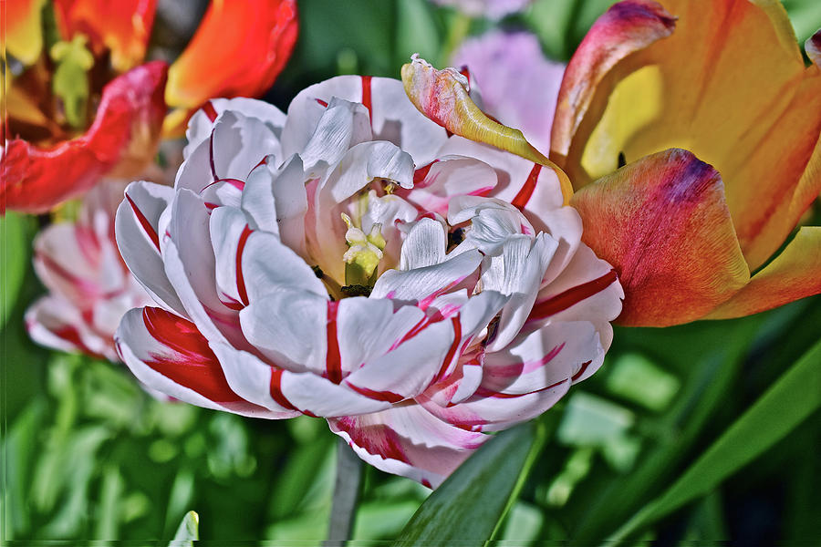 2018 Acewood Tulips Red and White Orange and yellow Photograph by Janis Senungetuk