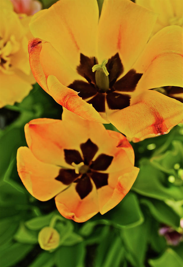 2018 Acewood Tulips Yellow Blooms by Janis Nussbaum Senungetuk 2018 Acewood Tulips Yellow Blooms by Janis Nussbaum Senungetuk