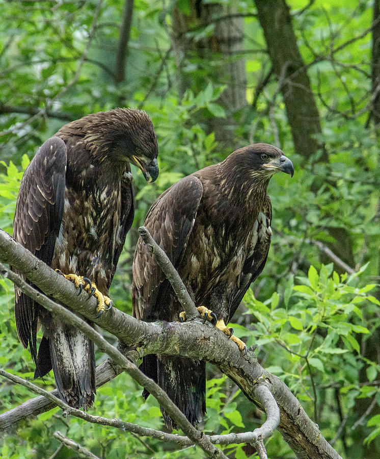 2018 Bald Eagle Siblings by Michael Hall 2018 Bald Eagle Siblings by Michael Hall