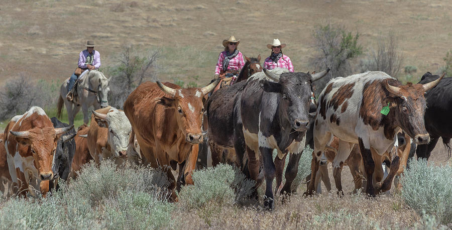 2018 Reno Cattle Drive 10 Photograph by Rick Mosher