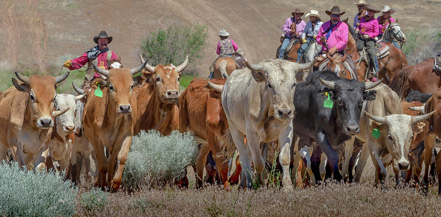 2018 Reno Cattle Drive 3 Photograph by Rick Mosher